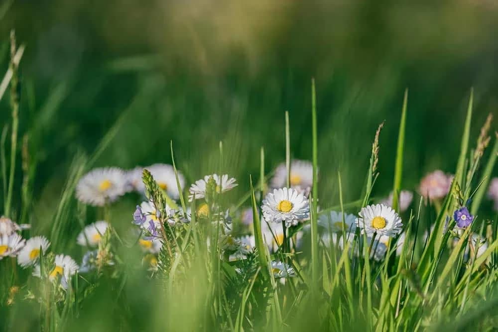 Sakupljanje ljekovitog bilja