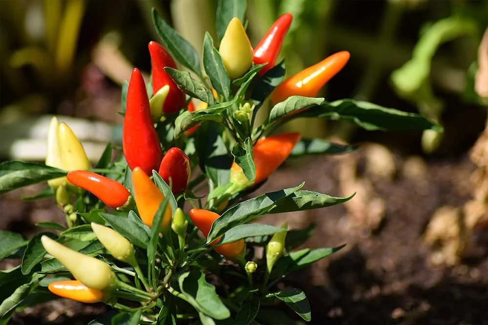 ljuta paprika