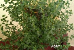 Najljekovitija od svih biljaka koju možete uzgojiti na balkonu