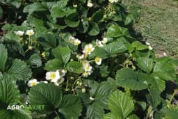 Šišanje jagoda i razbokoravanje, kada i kako?