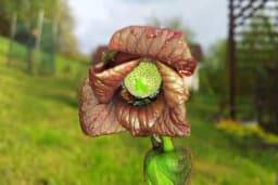 Pav pav Indijanska banana - Uspijeva i kod nas