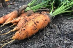 Zašto dolazi do račvanja i pucanja korijena mrkve?