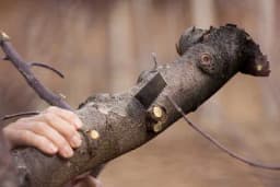 10 znakova da je vrijeme da posječete stablo i zamijenite ga novim!