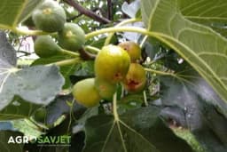 Koje vitamine sadrži smokva i zašto je tako zdrava?