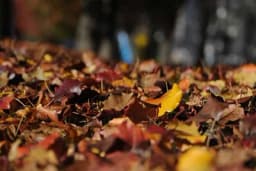 Kako započeti s kompostiranjem lišća? Napravite odlično đubrivo za sljedeću godinu