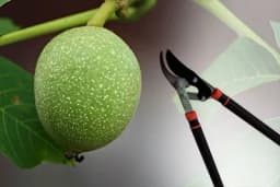 Oblikovanje krošnje oraha i rezidba u prvoj godini