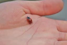 Znate li šta bubamare jedu?