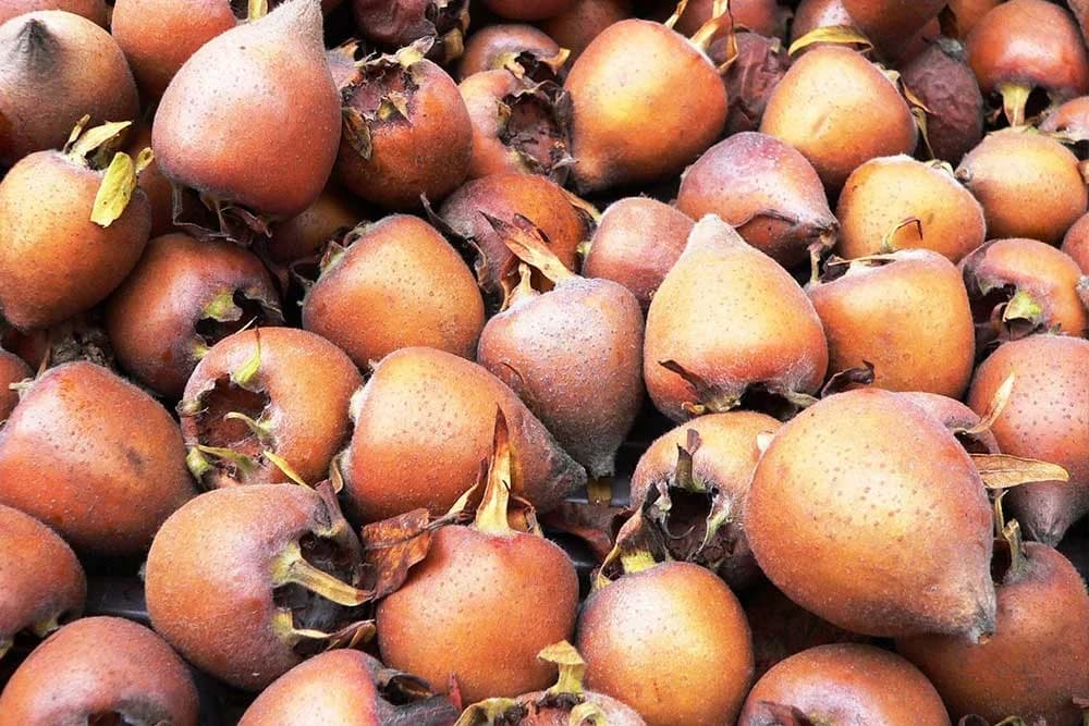 mušmula bez sjemena