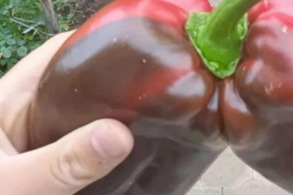 neobičan plod paprike