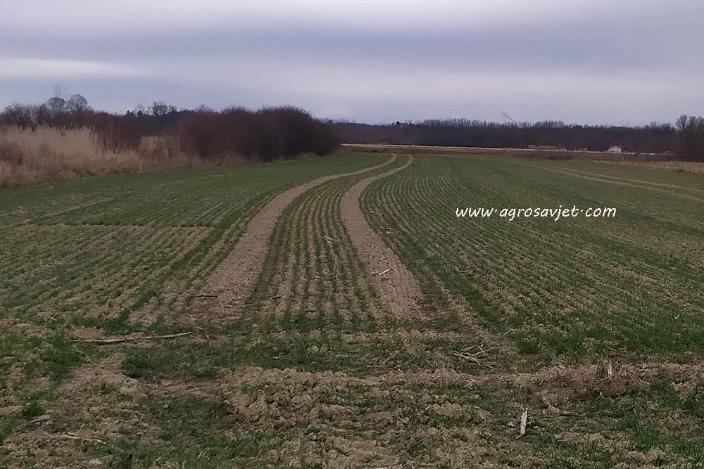greške kod sadnje ozimih žitarica
