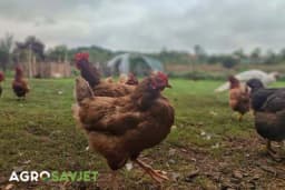 Zašto koke zimi daju manje jaja? Pet je pravila za siguran uzgoj