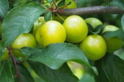 DŽANARIKA: Ne zahtijeva prskanje! Evo zašto baš nju da posadite ove jeseni!