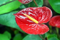 Evo kako da ANTURIJUM što duže cvijeta tokom cijele godine