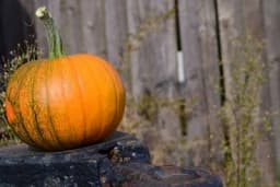 Kako se pravilno čuva bundeva