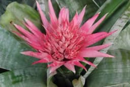 Ehmeja - Biljka prekrasnog cvijeta, veoma jednostavna za uzgoj