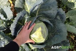 Korak po korak do kvalitenog rasada ranog kupusa