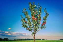 Đubrenje mladih zasada voća i specifičnosti