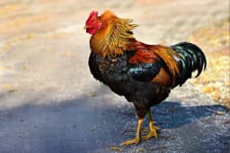 Kokoške ne trebaju mužjaka da nose jaja. Čemu onda služi pijetao?