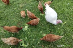 5 vrsta živine koje su pogodne a uzgoj, a nisu kokoške