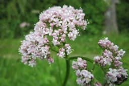 Magična valerijana: ublažava napetost i pomaže kod poremećaja sna