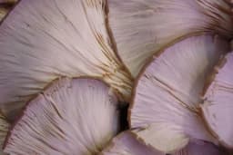 Kako uzgojiti bukovače na talogu od kafe? Detaljan postupak proizvodnje