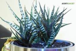 Koji sukulent je idealan za tvoj horoskopski znak