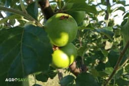 Savjeti za ekološki uzgoj i zaštitu jabuka