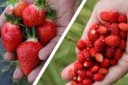 Jagode, kupine, maline – DIVLJE ILI GAJENE, ŠTA JE ZDRAVIJE?