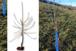 KNIP sadnice - Rano stupaju u rodnost, imaju visok prinos i dobar kvalitet plodova