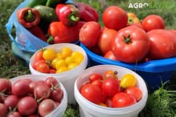 Plodored u povrtarskoj proizvodnji