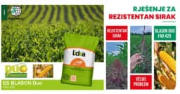 Hibridni kukuruz ES BLASON DUO - Rješenje za rezistentni divlji sirak