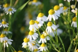 Kada i kako obaviti sjetvu kamilice?