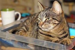 Zašto mačke skaču na kuhinjski pult?