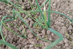 Štetočine u uzgoju luka