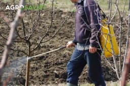 Obavezna preventivna zaštita voćarskih kultura - Kada i kako zaštititi voće