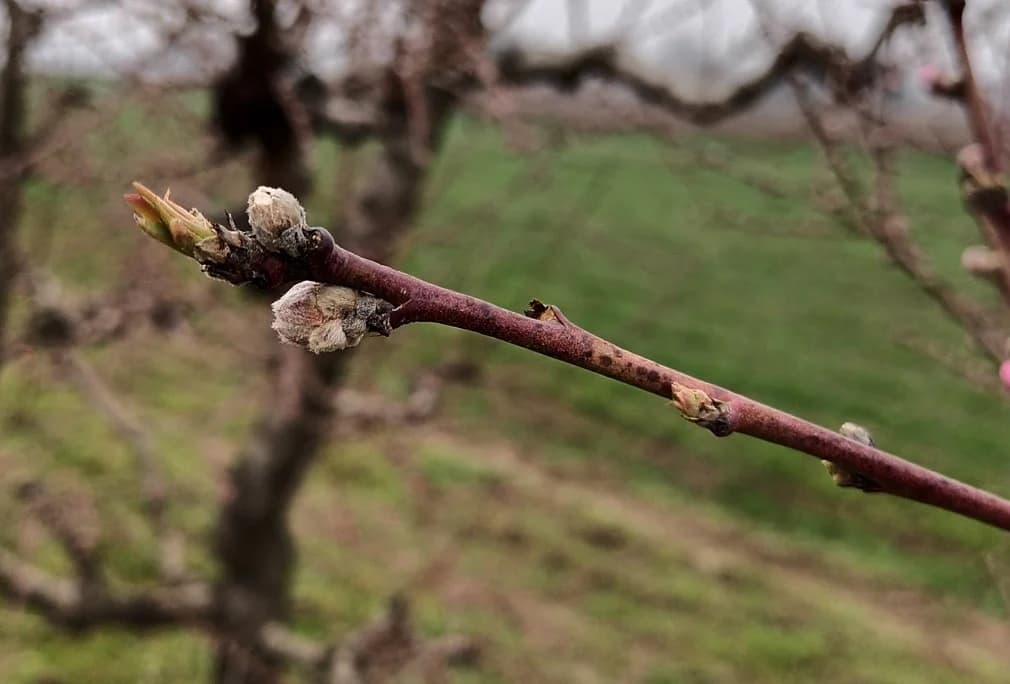 zaštita breskve i nektarine