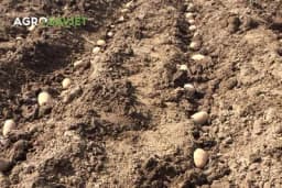 Otkrijte tajnu uspješnog uzgoja krompira: Saznajte pravu dubinu sadnje za rekordne prinose