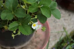 Jagode u saksijama - Uz ovakvu njegu do najboljih prinosa