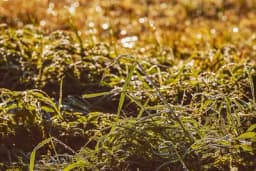 Čupamo ga i gazimo misleći da je korov: Nismo svjesni koliko koristan može biti