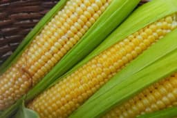Kada sijati kukuruz šećerac?