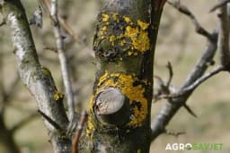 Suzbijanje lišajeva na voćkama - Evo čime tretirati stabla /RECEPT/