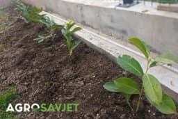 Lovorvišnja - Kraljica ukrasnog vrta: Sve što trebate znati