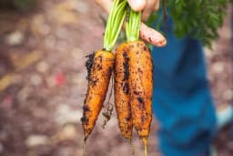Evo kako uzgojiti zdravu mrkvu s pravilno formiranim korijenom - Savjeti za uspješnu sjetvu u proljeće