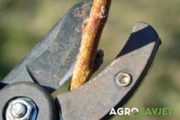 Zašto je danas OREZIVANJE VOĆAKA toliko bitno kada su voćke i prije davale plodove?