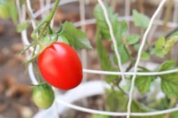 Uzgoj povrća u posudama - Savjeti za uspješan uzgoj svježeg povrća kod kuće