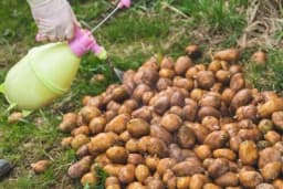 Zaštita KRTOLA KROMPIRA prije sadnje - Ovo su najefikasniji PRIRODNI pripravci