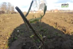 Za bujne ruže ključna je rezidba: Evo savjeta stručnjaka