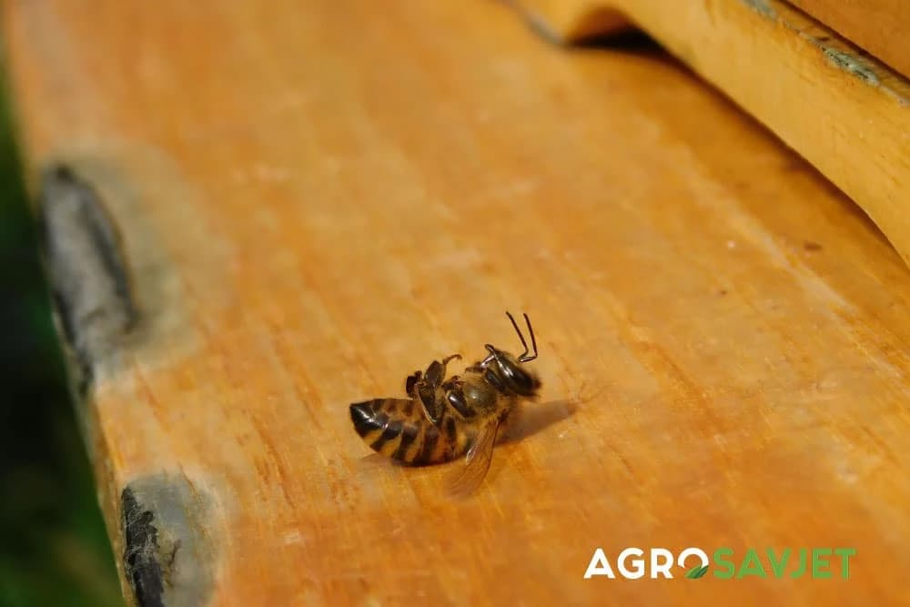 uginula pčela