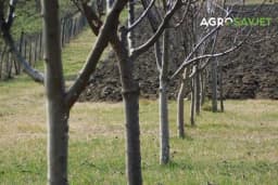 Sprečavanje gubitka humusa u zemljištima voćnjaka