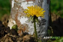 Maslačak kao narodni lijek, ipak se ne preporučuje svima